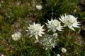 Astrantia pauciflora subsp. tenorei